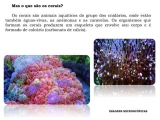 Mas o que são os corais?
Os corais são animais aquáticos do grupo dos cnidários, onde estão
também águas-vivas, as anêmonas e as caravelas. Os organismos que
formam os corais produzem um esqueleto que envolve seu corpo e é
formado de calcário (carbonato de cálcio).
IMAGENS MICROSCÓPICAS
 