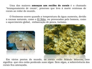 Uma das maiores ameaças aos recifes de corais é o chamado
"branqueamento de corais", processo que leva à morte centenas de
corais ao redor do mundo.
O fenômeno ocorre quando a temperatura da água aumenta, devido
a causas naturais, como o El Niño, ou provocadas pelo homem, como
o aquecimento global, embarcação de pesca, turismo.
Em vários pontos do mundo, os corais estão ficando brancos, isso
significa que eles estão perdendo suas algas. Sem algas, a sobrevivência dos
corais fica ameaçada.
 