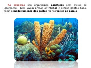 As esponjas são organismos aquáticos sem meios de
locomoção. Elas vivem presas às rochas e outros pontos fixos,
como o madeiramento dos portos ou os recifes de corais.
 