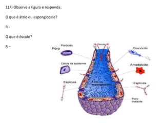 11º) Observe a figura e responda:
O que é átrio ou espongiocele?
R -
O que é ósculo?
R –
 