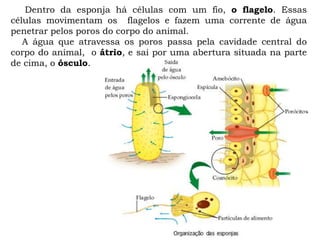 Dentro da esponja há células com um fio, o flagelo. Essas
células movimentam os flagelos e fazem uma corrente de água
penetrar pelos poros do corpo do animal.
A água que atravessa os poros passa pela cavidade central do
corpo do animal, o átrio, e sai por uma abertura situada na parte
de cima, o ósculo.
 