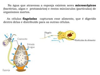 Na água que atravessa a esponja existem seres microscópicos
(bactérias, algas e protozoários) e restos minúsculos (partículas) de
organismos mortos.
As células flageladas capturam esse alimento, que é digerido
dentro delas e distribuído para as outras células.
 