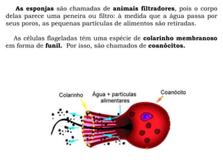 As esponjas são chamadas de animais filtradores, pois o corpo
delas parece uma peneira ou filtro: à medida que a água passa por
seus poros, as pequenas partículas de alimentos são retiradas.
As células flageladas têm uma espécie de colarinho membranoso
em forma de funil. Por isso, são chamados de coanócitos.
 