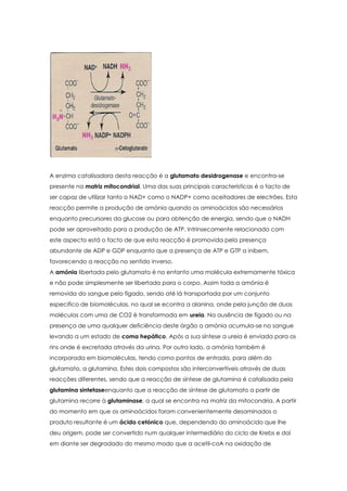 A enzima catalisadora desta reacção é a glutamato desidrogenase e encontra-se
presente na matriz mitocondrial. Uma das suas principais características é o facto de
ser capaz de utilizar tanto o NAD+ como o NADP+ como aceitadores de electrões. Esta
reacção permite a produção de amónia quando os aminoácidos são necessários
enquanto precursores da glucose ou para obtenção de energia, sendo que o NADH
pode ser aproveitado para a produção de ATP. Intrinsecamente relacionado com
este aspecto está o facto de que esta reacção é promovida pela presença
abundante de ADP e GDP enquanto que a presença de ATP e GTP a inibem,
favorecendo a reacção no sentido inverso.
A amónia libertada pelo glutamato é no entanto uma molécula extremamente tóxica
e não pode simplesmente ser libertada para o corpo. Assim toda a amónia é
removida do sangue pelo fígado, sendo até lá transportada por um conjunto
especifico de biomoléculas, no qual se econtra a alanina, onde pela junção de duas
moléculas com uma de CO2 é transformada em ureia. Na ausência de fígado ou na
presença de uma qualquer deficiência deste órgão a amónia acumula-se no sangue
levando a um estado de coma hepático. Após a sua síntese a ureia é enviada para os
rins onde é excretada através da urina. Por outro lado, a amónia também é
incorporada em biomoléculas, tendo como pontos de entrada, para além do
glutamato, a glutamina. Estes dois compostos são interconvertíveis através de duas
reacções diferentes, sendo que a reacção de síntese de glutamina é catalisada pela
glutamina sintetaseenquanto que a reacção de síntese de glutamato a partir de
glutamina recorre à glutaminase, a qual se encontra na matriz da mitocondria. A partir
do momento em que os aminoácidos foram convenientemente desaminados o
produto resultante é um ácido cetónico que, dependendo do aminoácido que lhe
deu origem, pode ser convertido num qualquer intermediário do ciclo de Krebs e daí
em diante ser degradado do mesmo modo que a acetil-coA na oxidação de

 