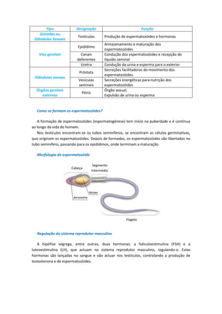 Tipo              Designação                              Função
    Gónodas ou
                          Testículos       Produção de espermatozóides e hormonas
 Glândulas Sexuais
                                           Armazenamento e maturação dos
                          Epidídimo
                                           espermatozóides
    Vias genitais          Canais          Condução dos espermatozóides e recepção do
                         deferentes        líquido seminal
                           Uretra          Condução da urina e esperma para o exterior
                                           Secreções facilitadoras do movimento dos
                          Próstata
                                           espermatozóides
 Glândulas anexas
                          Vesículas        Secreções energéticas para nutrição dos
                          seminais         espermatozóides
  Órgãos genitais                          Órgão sexual;
                            Pénis
     externos                              Expulsão de urina ou esperma


  Como se formam os espermatozóides?

   A formação de espermatozóides (espermatogénese) tem início na puberdade e é contínua
ao longo da vida do homem.
   Nos testículos encontram-se os tubos seminíferos, se encontram as células germinativas,
que originam os espermatozóides. Depois de formados, os espermatozóides são libertados no
tubo seminífero, passando para os epidídimos, onde terminam a maturação.

  Morfologia do espermatozóide

                                     Segmento
                      Cabeça
                                    Intermédio




                                                       Flagelo


  Regulação do sistema reprodutor masculino

   A hipófise segrega, entre outras, duas hormonas: a foliculoestimulina (FSH) e a
luteoestimulina (LH), que actuam no sistema reprodutor masculino, regulando-o. Estas
hormonas são lançadas no sangue e vão actuar nos testículos, controlando a produção de
testosterona e de espermatozóides.
 