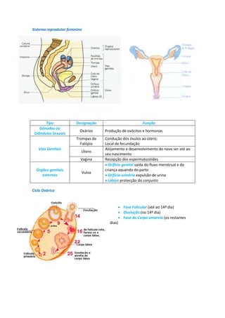 Sistema reprodutor feminino




       Tipo            Designação                        Função
    Gónodas ou
                         Ovários    Produção de ovócitos e hormonas
 Glândulas Sexuais
                       Trompas de   Condução dos óvulos ao útero;
                         Falópio    Local de fecundação
   Vias Genitais                    Alojamento e desenvolvimento do novo ser até ao
                          Útero
                                    seu nascimento
                          Vagina    Recepção dos espermatozóides
                                     Orifício genital saída do fluxo menstrual e da
  Órgãos genitais                   criança aquando do parto
                          Vulva
     externos                        Orifício urinário expulsão de urina
                                     Lábios protecção do conjunto

Ciclo Ovárico


                                            Fase Folicular (até ao 14º dia)
                                            Ovulação (no 14º dia)
                                            Fase do Corpo amarelo (os restantes
                                      dias)
 
