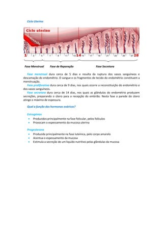 Ciclo Uterino




 Fase Menstrual      Fase de Reparação                    Fase Secretora

   Fase menstrual dura cerca de 5 dias e resulta da ruptura dos vasos sanguíneos e
descamação do endométrio. O sangue e os fragmentos de tecido do endométrio constituem a
menstruação.
   Fase proliferativa dura cerca de 9 dias, nos quais ocorre a reconstituição do endométrio e
dos vasos sanguíneos.
   Fase secretora dura cerca de 14 dias, nos quais as glândulas do endométrio produzem
secreções, preparando o útero para a recepção do embrião. Nesta fase a parede do útero
atinge o máximo de espessura.

   Qual a função das hormonas ováricas?

   Estrogénios
     Produzidos principalmente na fase folicular, pelos folículos
     Provocam o espessamento da mucosa uterina

   Progesterona
     Produzida principalmente na fase luteínica, pelo corpo amarelo
     Acentua o espessamento da mucosa
     Estimula a secreção de um liquido nutritivo pelas glândulas da mucosa
 