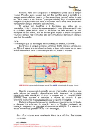 Ilustração - Coração: Licença sob Domínio Púlbico.
http://commons.wikimedia.org/wiki/File:Diagram_of_the_human_heart_(cropped)_pt.svg
Contudo, nem todo sangue que é transportado pelas veias é sangue
venoso. Perceba que o sangue que sai dos pulmões para o coração é o
sangue que nos alvéolos passou por hematose (troca gasosa), antes era rico
em CO2 e passou a ser rico em O2 (sangue arterial), logo, o sangue arterial
chega ao coração através das veias pulmonares, sendo estas veias as únicas a
transportarem sangue arterial no corpo humano.
O sangue sai dos átrios e é bombeado por estes até os
ventrículos, porém o volume de sangue despejado pelos átrios nos ventrículos
é controlado pelas valvas mitral ou bicúspide no lado esquerdo e pela
tricúspide no lado direito, elas se fecham para impedir a entrada de grande
volume de sangue nos ventrículos. São os ventrículos que bombeiam o sangue
para fora do coração.
DICA:
"Todo sangue que sai do coração é transportado por artérias, SEMPRE".
Lembro que o sangue que sai do ventrículo direito é sangue venoso, rico
em CO2, e é levado aos pulmões através das artérias pulmonares, sendo estas
as únicas artérias a transportarem sangue venoso no corpo humano.
Em VERMELHO representação do sangue arterial. Em AZUL representação do sangue venoso.
Quando o sangue sai do coração para os irrigar órgãos e tecidos e logo
após retorna ao coração, denominamos este fenômeno de circulação
sistêmica (grande circulação). Quando o sangue sai do coração para os
pulmões onde ocorrerá a hematose e retorna ao coração, a este
fenômeno chamamos de circulação pulmonar (pequena circulação).
Os batimentos cardíacos ocorrem devido aos movimentos de contração
e dilatação dos músculos do coração, sendo a Sístole o movimento de
contração, enquanto que diástole o movimento de dilatação. É a alternância
destes movimentos que faz o "Tum, Tum" do coração.
Obs.: Este roteiro está totalmente livre para edições. Sem nenhuma
restrição.
ASS.: O Autor.
 