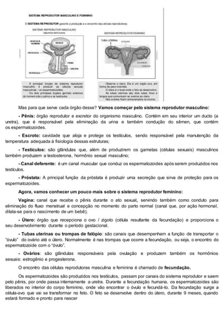 Mas para que serve cada órgão desse? Vamos começar pelo sistema reprodutor masculino:
- Pênis: órgão reprodutor e excretor do organismo masculino. Contém em seu interior um ducto (a
uretra), que é responsável pela eliminação da urina e também condução do sêmen, que contém
os espermatozoides.
- Escroto: cavidade que aloja e protege os testículos, sendo responsável pela manutenção da
temperatura adequada à fisiologia dessas estruturas;
- Testículos: são glândulas que, além de produzirem os gametas (células sexuais) masculinos
também produzem a testosterona, hormônio sexual masculino;
- Canal deferente: é um canal muscular que conduz os espermatozoides após serem produzidos nos
testículos.
- Próstata: A principal função da próstata é produzir uma secreção que sirva de proteção para os
espermatozoides.
Agora, vamos conhecer um pouco mais sobre o sistema reprodutor feminino:
Vagina: canal que recebe o pênis durante o ato sexual, servindo também como conduto para
eliminação do fluxo menstrual e concepção no momento do parto normal (canal que, por ação hormonal,
dilata-se para o nascimento de um bebê);
- Útero: órgão que recepciona o ovo / zigoto (célula resultante da fecundação) e proporciona o
seu desenvolvimento durante o período gestacional.
- Tubas uterinas ou trompas de falópio: são canais que desempenham a função de transportar o
“óvulo” do ovário até o útero. Normalmente é nas trompas que ocorre a fecundação, ou seja, o encontro do
espermatozoide com o “óvulo”.
- Ovários: são glândulas responsáveis pela ovulação e produzem também os hormônios
sexuais: estrogênio e progesterona.
O encontro das células reprodutoras masculina e feminina é chamado de fecundação.
Os espermatozoides são produzidos nos testículos, passam por canais do sistema reprodutor e saem
pelo pênis, por onde passa internamente a uretra. Durante a fecundação humana, os espermatozoides são
liberados no interior do corpo feminino, onde vão encontrar o óvulo e fecundá-lo. Da fecundação surge a
célula-ovo que vai se transformar no feto. O feto se desenvolve dentro do útero, durante 9 meses, quando
estará formado e pronto para nascer
 