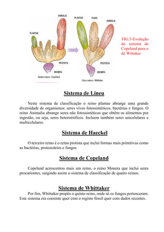 FIG.5-Evolução
do sistema de
Copeland para o
de Wittaker
Sistema de Lineu
Neste sistema de classificação o reino plantae abrange uma grande
diversidade de organismos: seres vivos fotossintéticos, bactérias e fungos. O
reino Animalia abrange seres não fotossintéticos que obtêm os alimentos por
ingestão, ou seja, seres heterotróficos. Incluem também seres unicelulares e
multicelulares.
Sistema de Haeckel
O terceiro reino é o reino protista que inclui formas mais primitivas como
as bactérias, protozoários e fungos
Sistema de Copeland
Copeland acrescentou mais um reino, o reino Monera que inclui seres
procariontes, surgindo assim o sistema de classificação de quatro reinos.
Sistema de Whittaker
Por fim, Whittaker propôs o quinto reino, onde só os fungos pertenceram.
Este sistema era coerente quer com o registo fóssil quer com dados recentes.
 