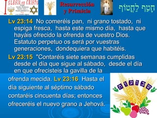 ‫וף‬ֹ‫ף‬‫חוט‬ֳ‫וט‬‫ל‬ַ‫ח‬ ‫וטף‬ַ‫ח‬‫ח‬ָResurrecciónResurrección
y Primiciay Primicia
Lv 23:14Lv 23:14 No comeréis pan, ni grano tostado, niNo comeréis pan, ni grano tostado, ni
espiga fresca, hasta este mismo día, hasta queespiga fresca, hasta este mismo día, hasta que
hayáis ofrecido la ofrenda de vuestro Dios.hayáis ofrecido la ofrenda de vuestro Dios.
Estatuto perpetuo os será por vuestrasEstatuto perpetuo os será por vuestras
generaciones, dondequiera que habitéis.generaciones, dondequiera que habitéis.
Lv 23:15Lv 23:15 Contaréis siete semanas cumplidasContaréis siete semanas cumplidas
desde el día que sigue al sábado, desde el díadesde el día que sigue al sábado, desde el día
en que ofrecisteis la gavilla de laen que ofrecisteis la gavilla de la
ofrenda mecida.ofrenda mecida. Lv 23:16Lv 23:16 Hasta elHasta el
día siguiente al séptimo sábadodía siguiente al séptimo sábado
contaréis cincuenta días; entoncescontaréis cincuenta días; entonces
ofreceréis el nuevo grano a Jehová.ofreceréis el nuevo grano a Jehová.
 