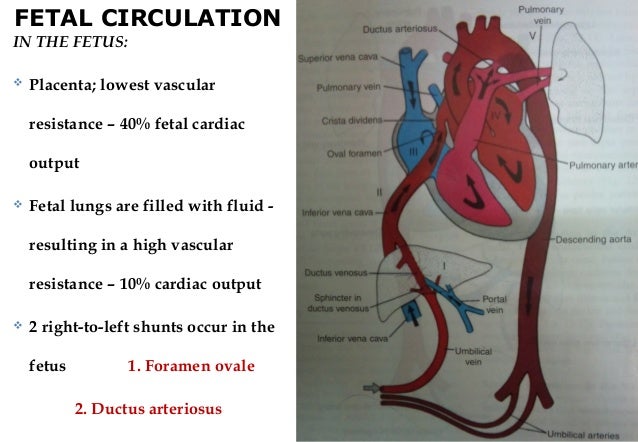 Resuscitation of the newborn