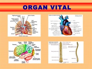 ORGAN VITAL
 