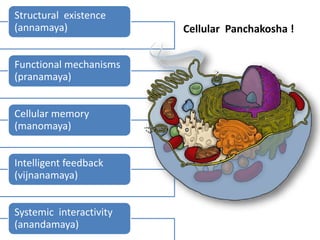 Structural existence
(annamaya)
Functional mechanisms
(pranamaya)
Cellular memory
(manomaya)
Intelligent feedback
(vijnanamaya)
Systemic interactivity
(anandamaya)
Cellular Panchakosha !
 