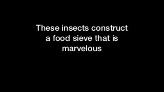 These insects construct
a food sieve that is
marvelous
 