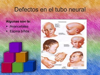 Defectos en el tubo neural
Algunas son la:
 Anancefalea
 Espina bífida

 
