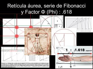 Retícula áurea, serie de Fibonacci
y Factor Φ (Phi) : .618
 
