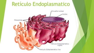 Retículo Endoplasmatico
 