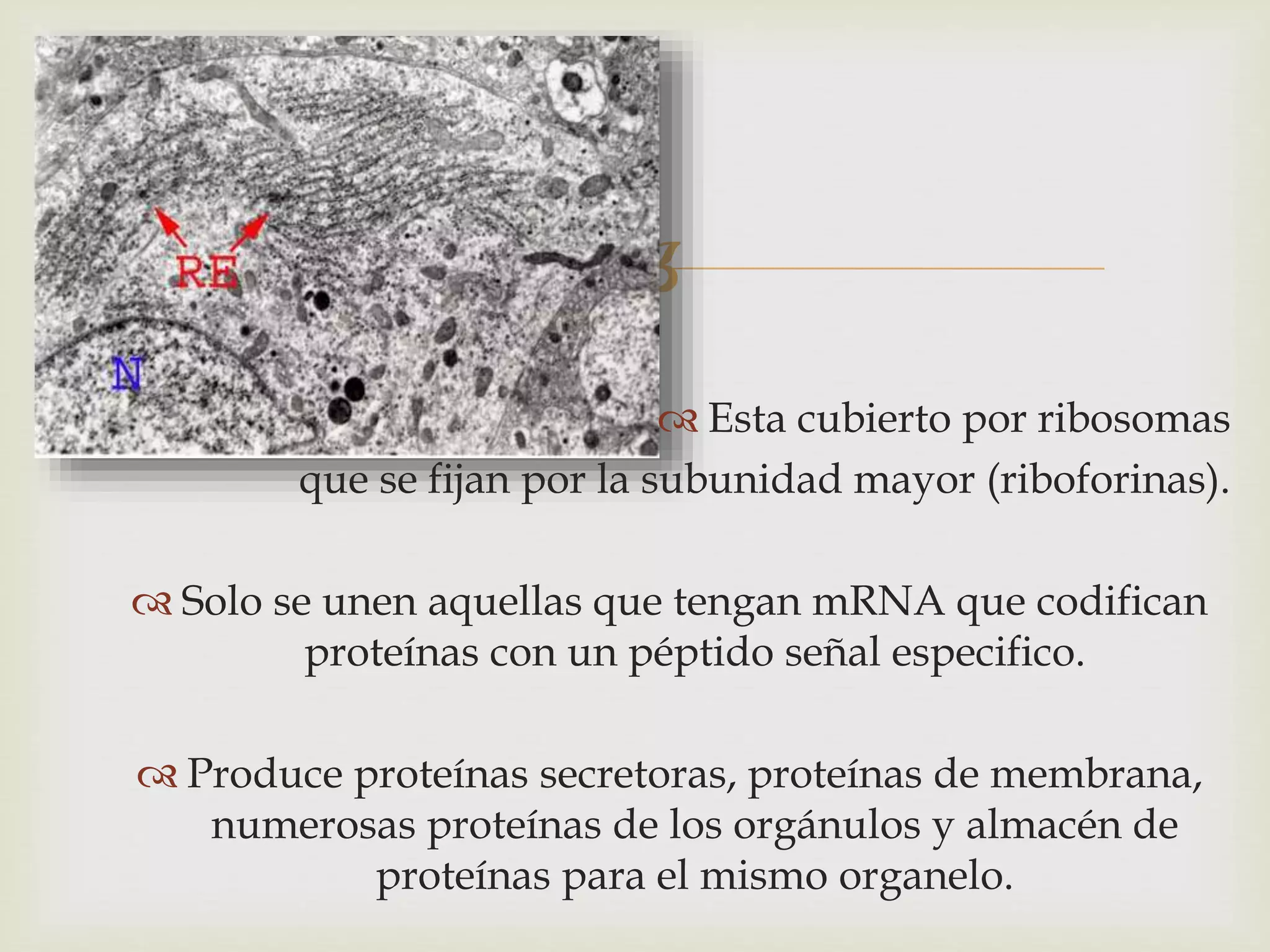 Neo Rugoso Retículo endoplasmatico rugoso | PPTX