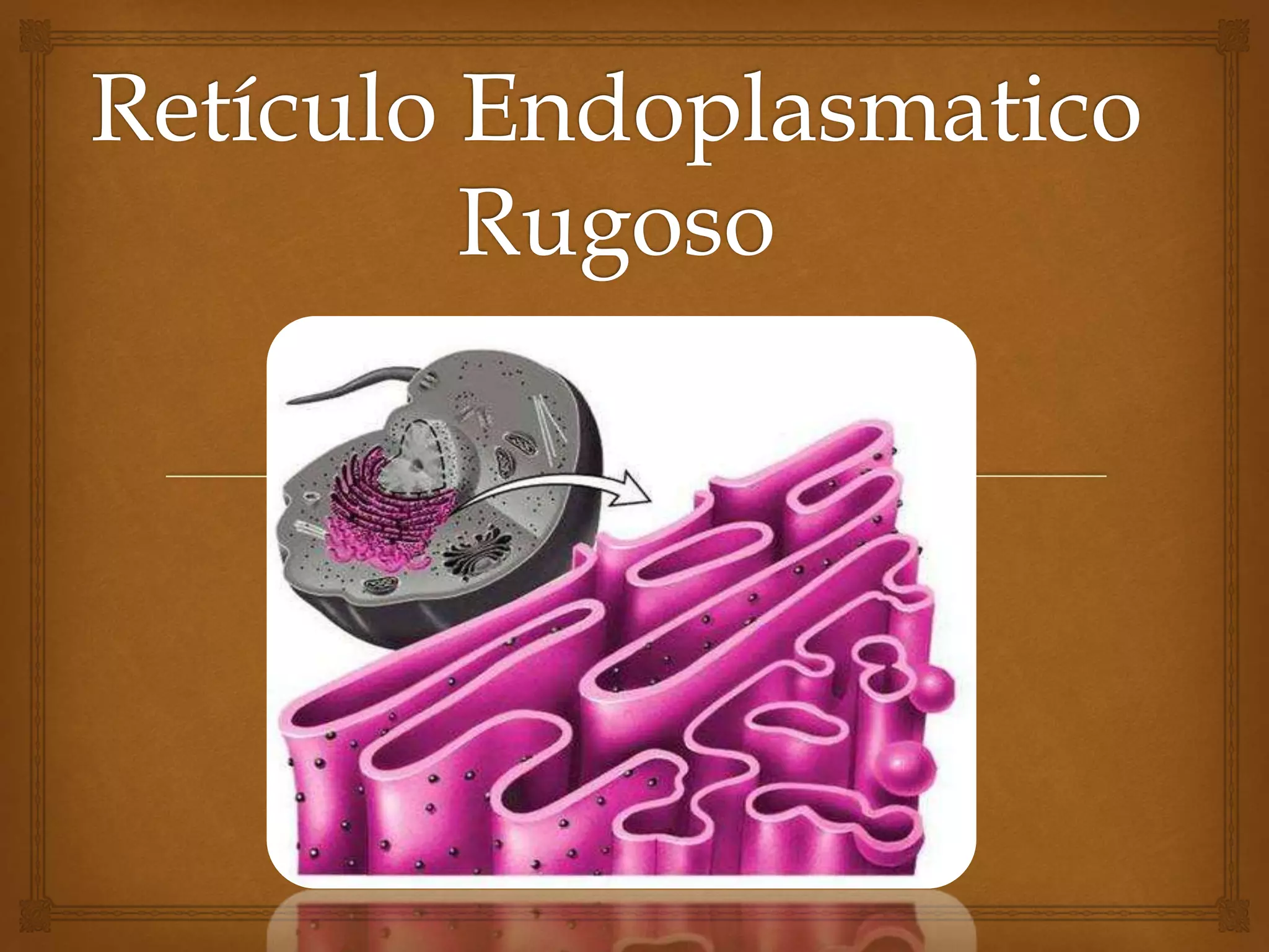 Neo Rugoso Funcao Reticulo Endoplasmatico Rugoso — KERUSSO