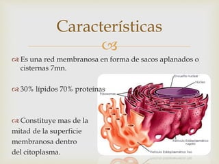 Retículo endoplasmatico rugoso | PPTX