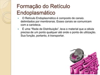 Formação do Retículo Endoplasmático  O Retículo Endoplasmático é composto de canais delimitados por membranas. Esses canais se comunicam com a carioteca.   É uma “Rede de Distribuição”, leva o material que a célula precisa de um ponto qualquer até onde o ponto de utilização. Sua função, portanto, é transportar.  
