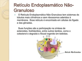 Retículo Endoplasmático Não-Granuloso  O Retículo Endoplasmático Não-Granuloso tem sistemas de túbulos mais cilíndricos e sem ribossomos aderidos à membrana.  Esse retículo é encontrado em células do fígado e das gônadas.  Suas funções são a participação na síntese de esteroides, fosfolipídios, entre outros lipídios, como o colesterol e degrada o Álcool ingerido em bebidas.