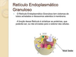 Retículo Endoplasmático Granuloso  O Retículo Endoplasmático Granuloso tem sistemas de tubos achatados e ribossomos aderidos à membrana.  A função desse Retículo é sintetizar as proteínas, que poderão ser, ou não enviadas para o exterior das células. 