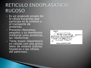    Es un orgánulo propio de
    la célula eucariota que
    participa en la síntesis y
    el transporte de
    proteínas
   Presenta ribosomas
    pegados a su membrana
    mediante unas proteínas,
    las riboforinas.
   Tiene mayor importancia
    en células con una activa
    labor de síntesis (células
    hepáticas o las células
    del páncreas).
 