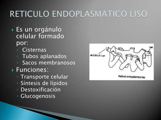    Es un orgánulo
    celular formado
    por:
    ◦ Cisternas
    ◦ Tubos aplanados
    ◦ Sacos membranosos
   Funciones:
    ◦   Transporte celular
    ◦   Síntesis de lípidos
    ◦   Destoxificación
    ◦   Glucogenosis
 