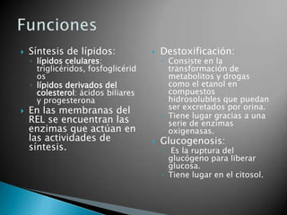    Síntesis de lípidos:                Destoxificación:
    ◦ lípidos celulares:                 ◦ Consiste en la
      triglicéridos, fosfoglicérid         transformación de
      os                                   metabolitos y drogas
    ◦ lípidos derivados del                como el etanol en
      colesterol: ácidos biliares          compuestos
      y progesterona                       hidrosolubles que puedan
   En las membranas del                   ser excretados por orina.
                                         ◦ Tiene lugar gracias a una
    REL se encuentran las                  serie de enzimas
    enzimas que actúan en                  oxigenasas.
    las actividades de                  Glucogenosis:
    síntesis.                            ◦ Es la ruptura del
                                           glucógeno para liberar
                                           glucosa.
                                         ◦ Tiene lugar en el citosol.
 