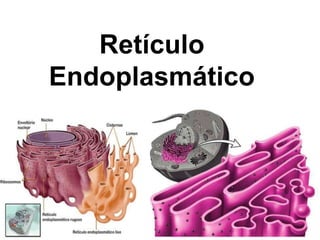 Retículo 
Endoplasmático 
 