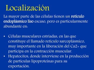 Localización
La mayor parte de las células tienen un retículo
endoplásmico liso escaso, pero es particularmente
abundante en:
• Células musculares estriadas, en las que
constituye el llamado retículo sarcoplásmico,
muy importante en la liberación del Ca2+ que
participa en la contracción muscular.
• Hepatocitos, donde interviene en la producción
de partículas lipoproteínas para su
exportación.
 
