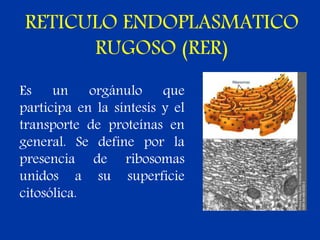 RETICULO ENDOPLASMATICO
RUGOSO (RER)
Es un orgánulo que
participa en la síntesis y el
transporte de proteínas en
general. Se define por la
presencia de ribosomas
unidos a su superficie
citosólica.
 