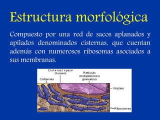 Estructura morfológica
Compuesto por una red de sacos aplanados y
apilados denominados cisternas, que cuentan
además con numerosos ribosomas asociados a
sus membranas.
 