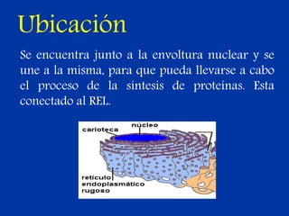 Ubicación
Se encuentra junto a la envoltura nuclear y se
une a la misma, para que pueda llevarse a cabo
el proceso de la síntesis de proteínas. Esta
conectado al REL.
 
