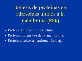 Síntesis de proteínas en
ribosomas unidos a la
membrana (RER)
• Proteínas que secreta la célula.
• Proteínas integrales de la membrana.
• Proteínas solubles (endomembrana).
 