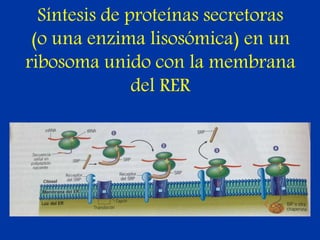 Síntesis de proteínas secretoras
(o una enzima lisosómica) en un
ribosoma unido con la membrana
del RER
 