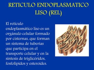RETICULO ENDOPLASMATICO
LISO (REL)
El retículo
endoplasmático liso es un
orgánulo celular formado
por cisternas, que forman
un sistema de tuberías
que participa en el
transporte celular y en la
síntesis de triglicéridos,
fosfolípidos y esteroides.
 