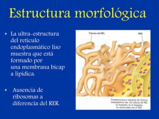 Estructura morfológica
• La ultra-estructura
del retículo
endoplasmático liso
muestra que está
formado por
una membrana bicap
a lipídica.
• Ausencia de
ribosomas a
diferencia del RER.
 