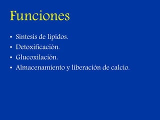 Funciones
• Síntesis de lípidos.
• Detoxificación.
• Glucoxilación.
• Almacenamiento y liberación de calcio.
 