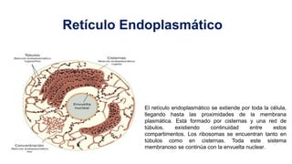 Retículo Endoplasmático
El retículo endoplasmático se extiende por toda la célula,
llegando hasta las proximidades de la membrana
plasmática. Está formado por cisternas y una red de
túbulos, existiendo continuidad entre estos
compartimentos. Los ribosomas se encuentran tanto en
túbulos como en cisternas. Toda este sistema
membranoso se continúa con la envuelta nuclear.
 