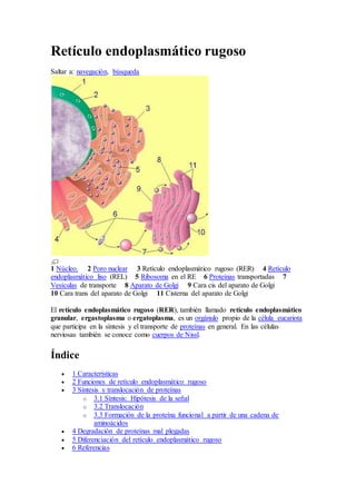 Retículo endoplasmático rugoso
Saltar a: navegación, búsqueda
1 Núcleo. 2 Poro nuclear 3 Retículo endoplasmático rugoso (RER) 4 Retículo
endoplasmático liso (REL) 5 Ribosoma en el RE 6 Proteínas transportadas 7
Vesículas de transporte 8 Aparato de Golgi 9 Cara cis del aparato de Golgi
10 Cara trans del aparato de Golgi 11 Cisterna del aparato de Golgi
El retículo endoplasmático rugoso (RER), también llamado retículo endoplasmático
granular, ergastoplasma o ergatoplasma, es un orgánulo propio de la célula eucariota
que participa en la síntesis y el transporte de proteínas en general. En las células
nerviosas también se conoce como cuerpos de Nissl.
Índice
 1 Características
 2 Funciones de retículo endoplasmático rugoso
 3 Síntesis y translocación de proteínas
o 3.1 Síntesis: Hipótesis de la señal
o 3.2 Translocación
o 3.3 Formación de la proteína funcional a partir de una cadena de
aminoácidos
 4 Degradación de proteínas mal plegadas
 5 Diferenciación del retículo endoplasmático rugoso
 6 Referencias
 