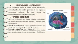 )
)
)
)
)
)
)
)
)
)
)
)
)
)
)
)
)
) IMPORTANCIA DE LOS ORGANELOS
TIPOS DE ORGANELOS
Los organelos llevan al cabo tareas metabólicas
especializadas. Rodeados por una o dos capas de
membrana unitaria. Es una forma de
compartimiento de todas las funciones.
NUCLEO: Organelo mas grande, contiene cromosomas
las cuales codifican el material genética y separa el resto
de organelos.
MITOCRONDIA: Es el líquido que rodea el núcleo esta
produce la mayor parte de energía de la célula.
RETICULO ENDOPLASMATICO: Sirve como centro
para la síntesis de proteínas de membrana y fosfolípidos.
 