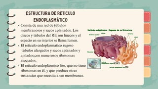 )
)
)
)
)
)
)
)
)
)
)
)
)
)
)
)
)
)
Consta de una red de túbulos
membranosos y sacos aplanados. Los
discos y túbulos del RE son huecos y el
espacio en su interior se llama lumen.
El reticulo endoplasmatico rugoso
túbulos alargados y sacos aplanados y
apilados,con numerosos ribosomas
asociados.
El retículo endoplásmico liso, que no tiene
ribosomas en él, y que produce otras
sustancias que necesita a sus membranas.
ESTRUCTURA DE RETICULO
ENDOPLASMÁTICO
 