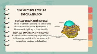)
)
)
)
)
)
)
)
)
)
)
)
)
)
)
)
)
)
FUNCIONES DEL RETICULO
ENDOPLASMATICO
RETÍCULO ENDOPLASMÁTICO LISO:
Tabicar el territorio celular y ser una sistema
circulatorio intracelular. Se ocupa de la
biosíntesis de lípidos y la detoxificación.
RETÍCULO ENDOPLASMÁTICO RUGOSO:
El retículo endoplásmico rugoso participa en
la biosíntesis, modificación y transporte de
materiales a través de toda la célula.
 