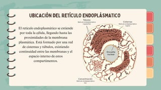 )
)
)
)
)
)
)
)
)
)
)
)
)
)
)
)
)
)
UBICACIÓN DEL RETÍCULO ENDOPLÁSMATICO
El retículo endoplasmático se extiende
por toda la célula, llegando hasta las
proximidades de la membrana
plasmática. Está formado por una red
de cisternas y túbulos, existiendo
continuidad entre las membranas y el
espacio interno de estos
compartimentos.
 