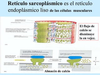 Retículo sarcoplásmico  es el retículo endoplásmico liso  de las células  musculares Almacén   de calcio El flujo de calcio se disminuye la en vejez. 