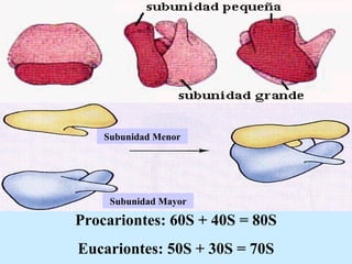 Subunidad Menor Subunidad Mayor Procariontes: 60S + 40S = 80S Eucariontes: 50S + 30S = 70S 