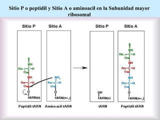 Sitio P o peptidil y Sitio A o aminoacil en la Subunidad mayor ribosomal 